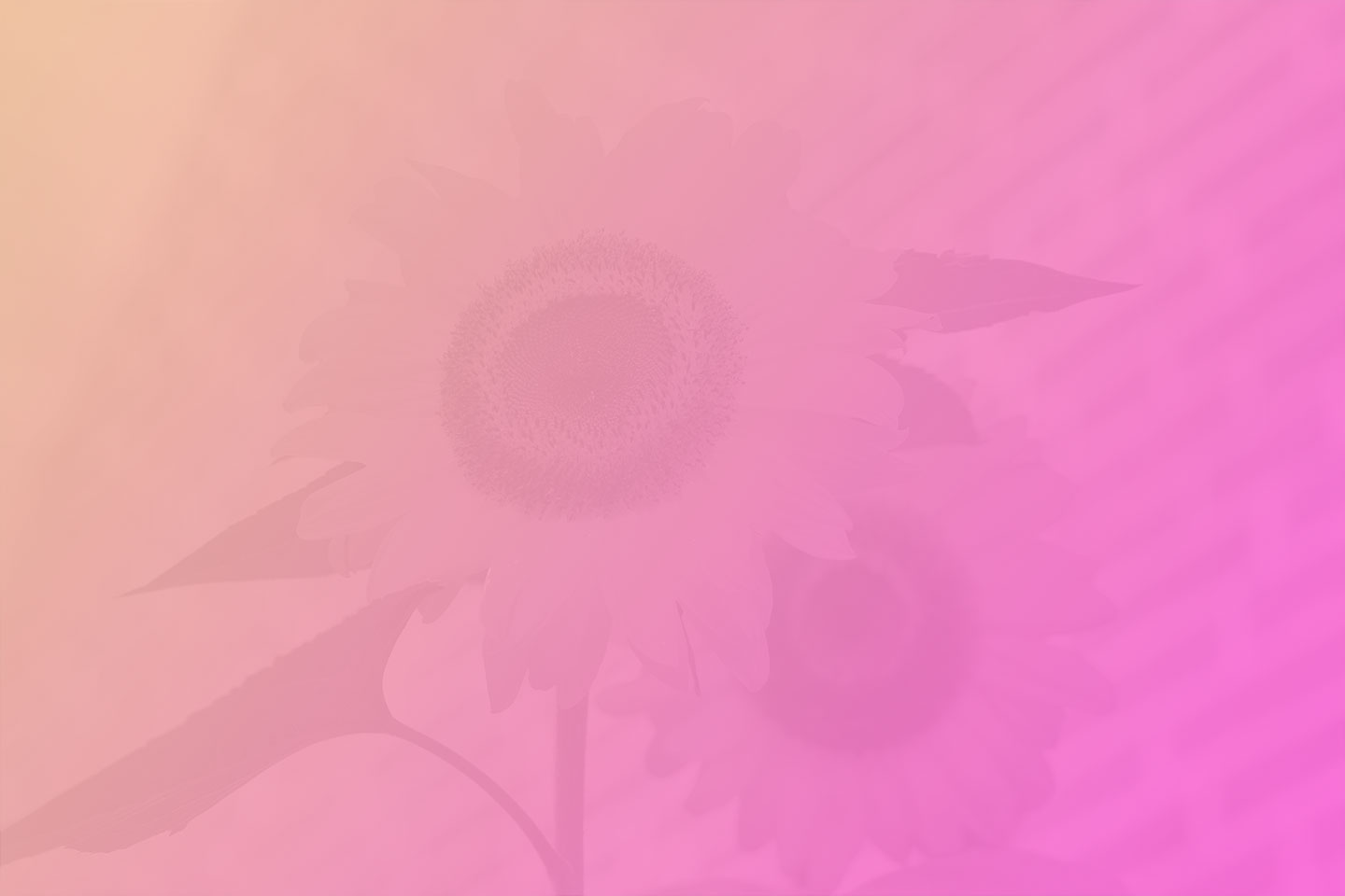 Ajankohtaista 5 elintarvike bg test