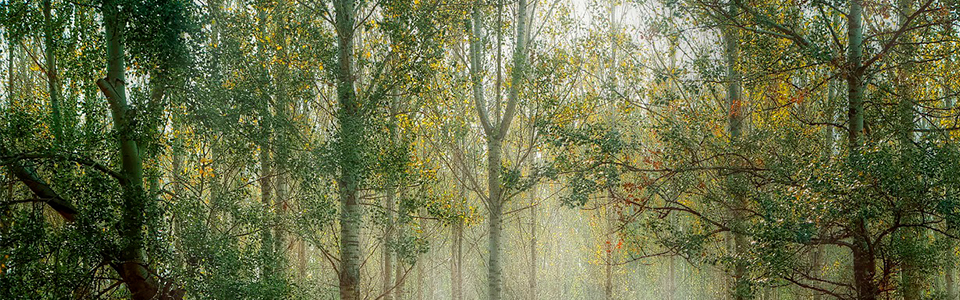 standardit ja saantely