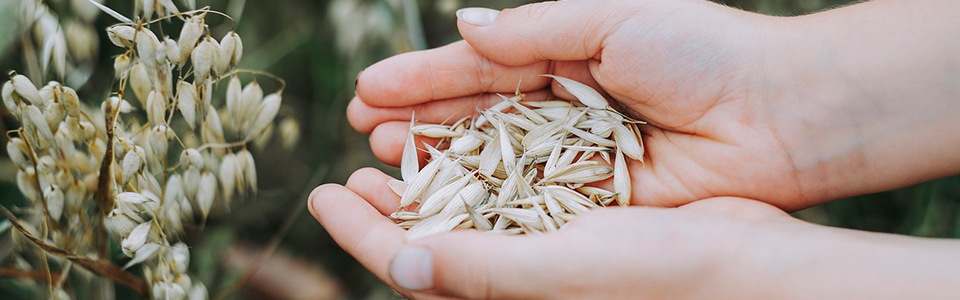 elintarvikealan harjoittelu