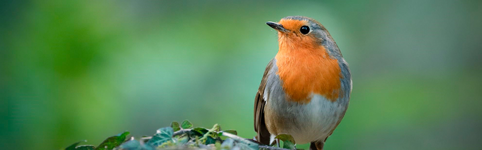 Ajankohtaista 7 linnunmaa lex uudistuu